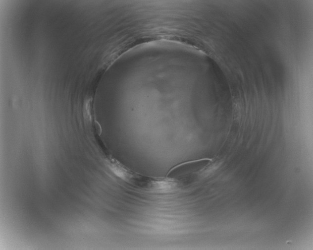 X0000061750286200512161725