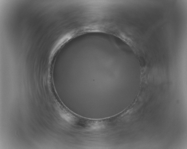 X0000061750293200512161724