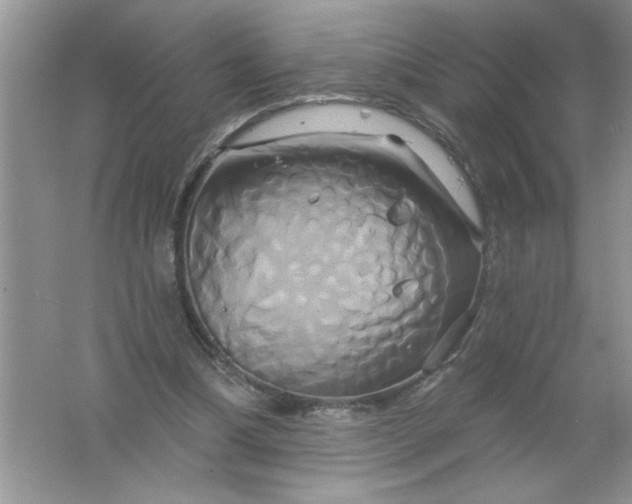 X0000061750298200512161724