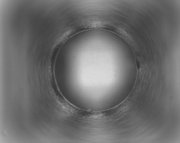 X0000061750306200512161724