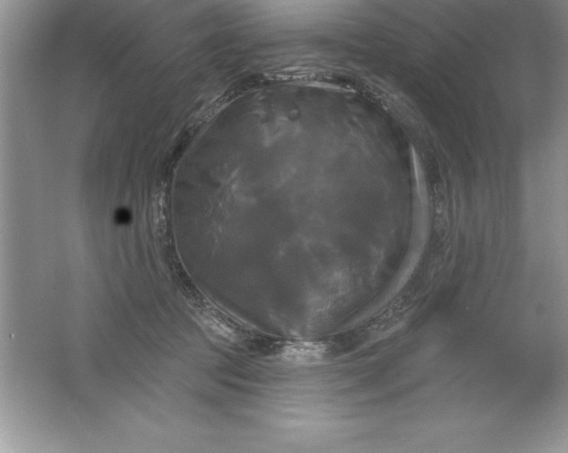 X0000061750369200512161723