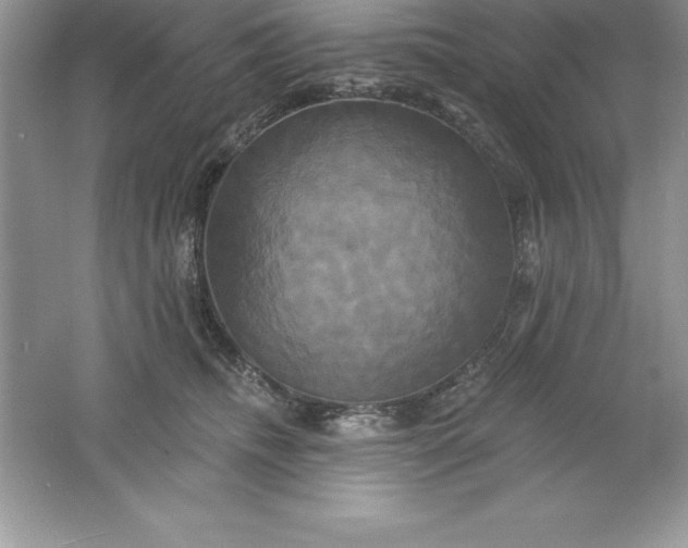 X0000061750468200512161721