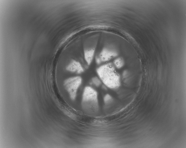 X0000061750487200512161721