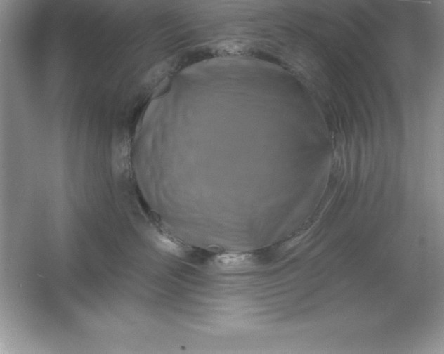 X0000061750526200512161720