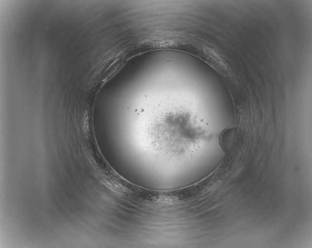 X0000061750549200512161719