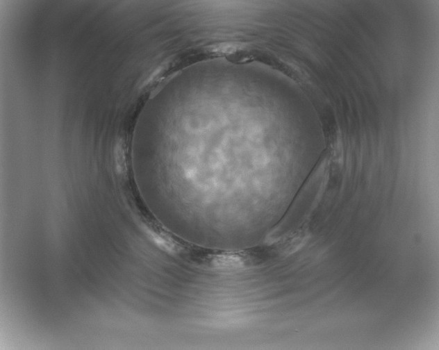 X0000061750572200512161720