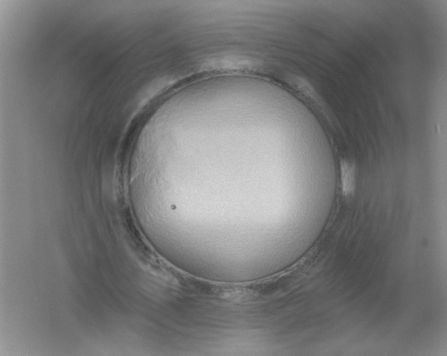 X0000061750579200512161719