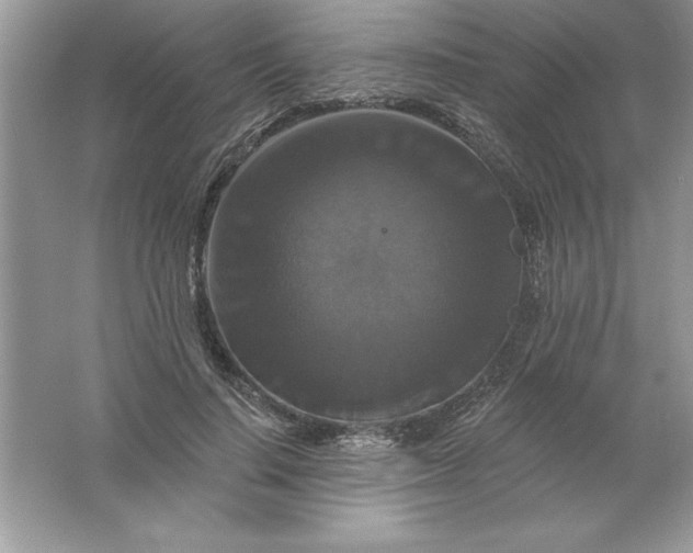 X0000061750644200512161718