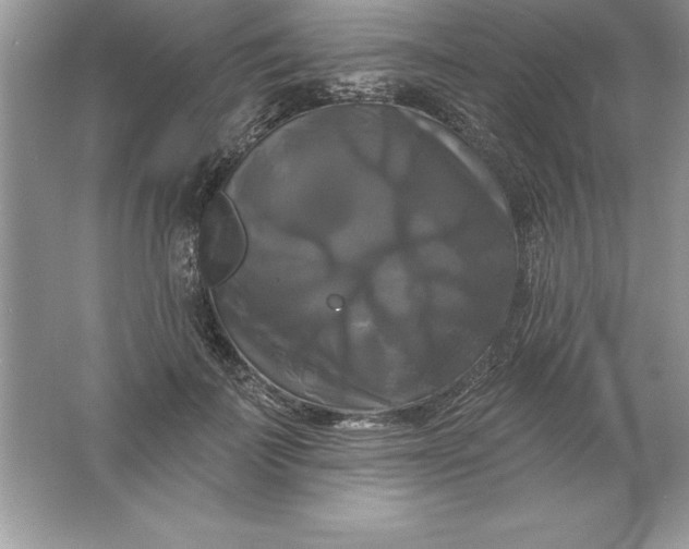 X0000061750699200512161717