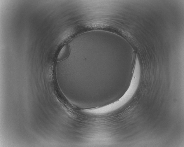 X0000061750735200512161716