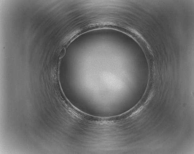 X0000061750785200512161715