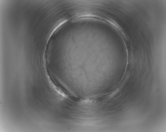 X0000061750806200512161715