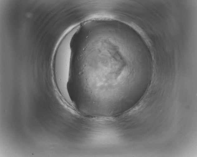 X0000061750864200512161715