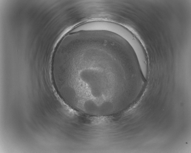 X0000061750949200512161713