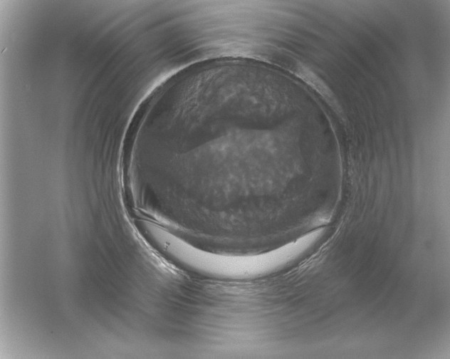 X0000061751028200512161711