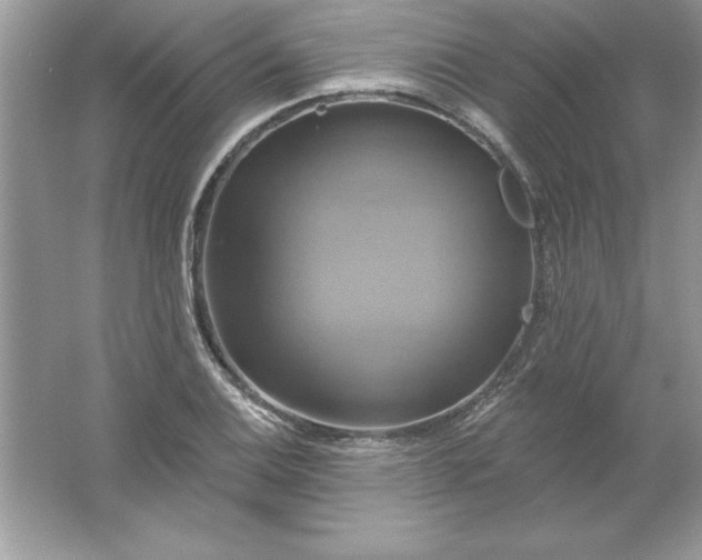 X0000061751124200512161709