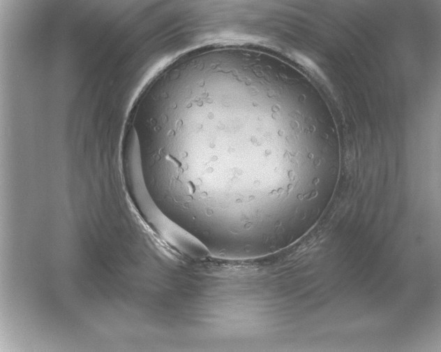 X0000061751183200512161709