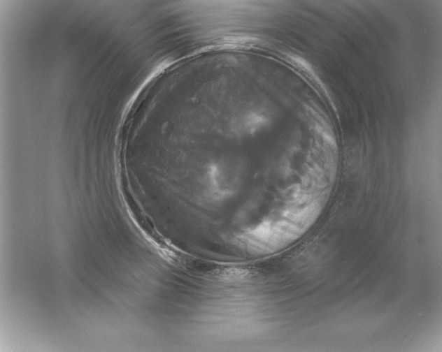 X0000061751235200512161708