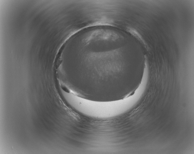 X0000061751268200512161707