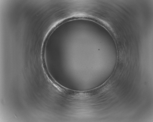 X0000061751327200512161706