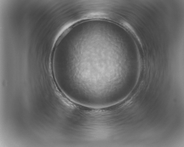 X0000061751336200512161706