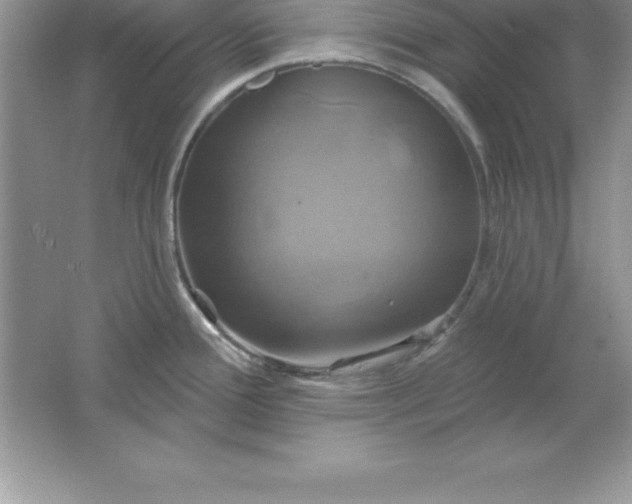 X0000061751388200512161705