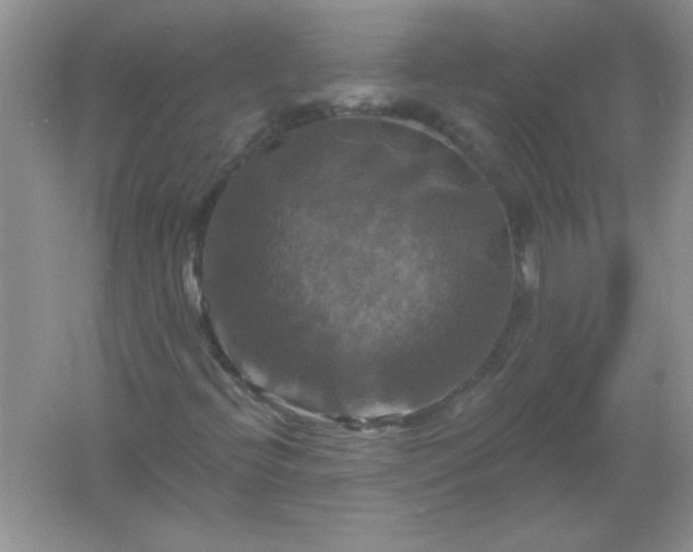 X0000061751396200512161704