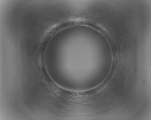 X0000061751398200512161704