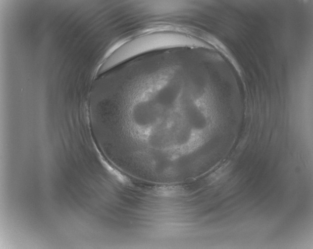 X0000061751433200512161705