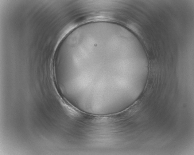 X0000061751474200512161703