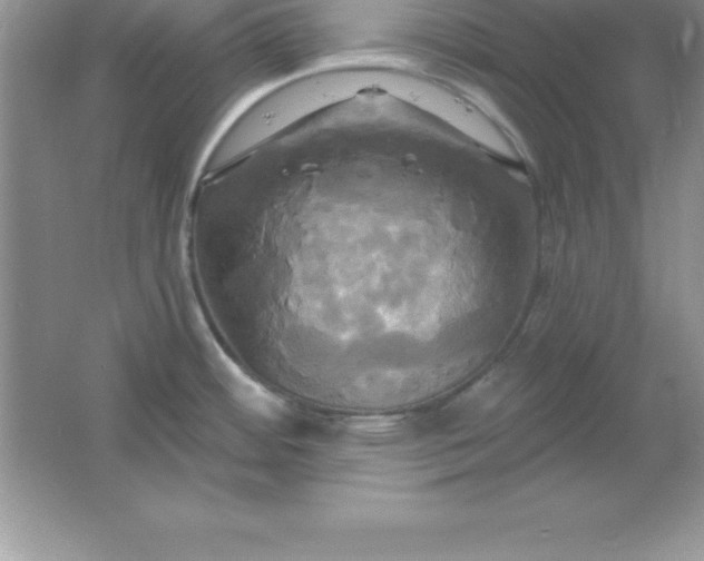 X0000061751484200512161703