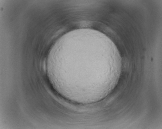 X0000061750028200512231537