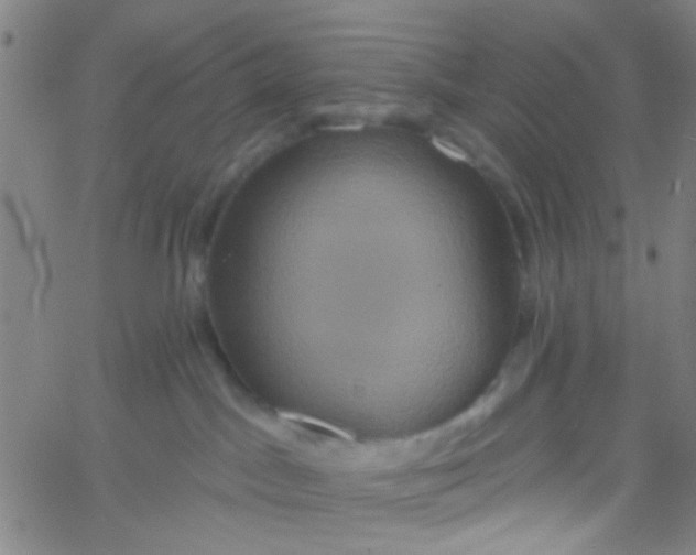 X0000061750045200512231537