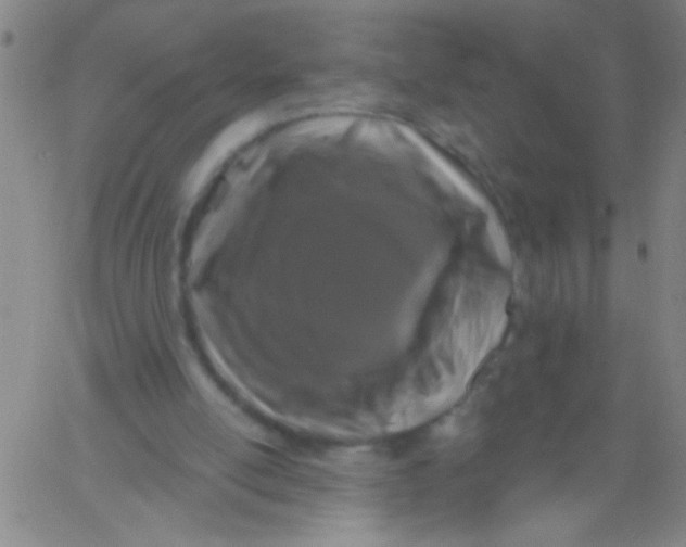 X0000061750054200512231536