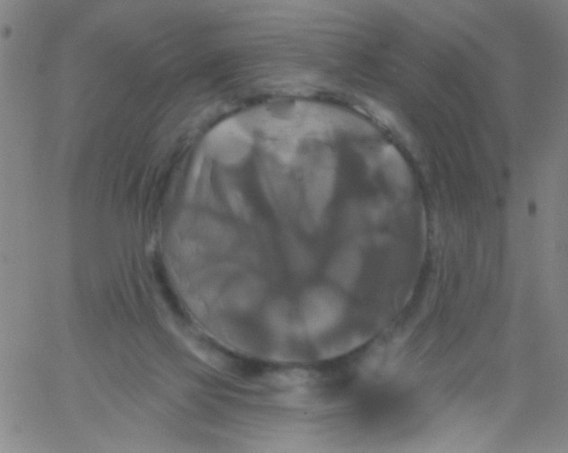 X0000061750069200512231536