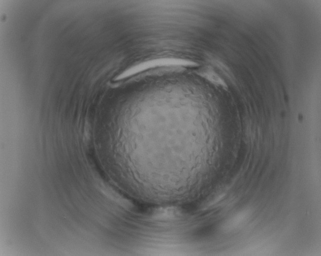 X0000061750077200512231536