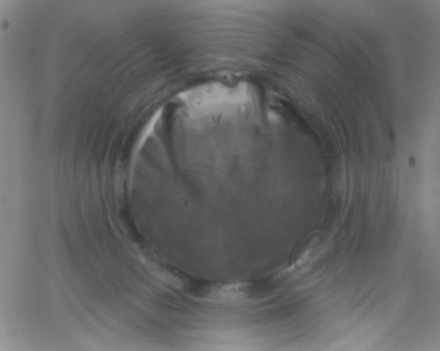 X0000061750078200512231536