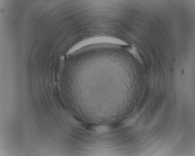 X0000061750085200512231536