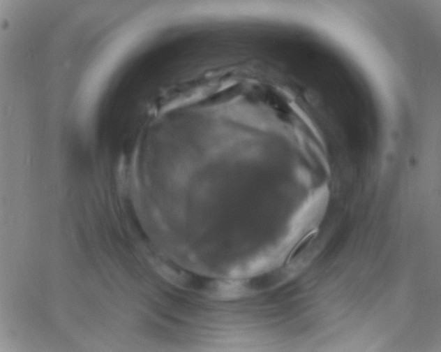 X0000061750093200512231536