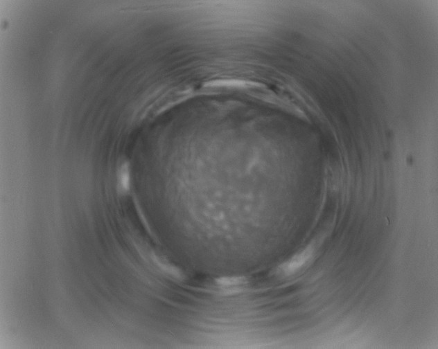 X0000061750095200512231536