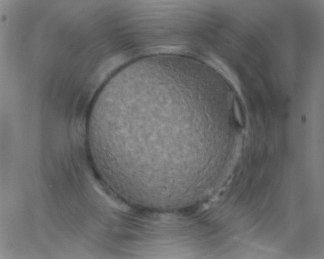 X0000061750107200512231535