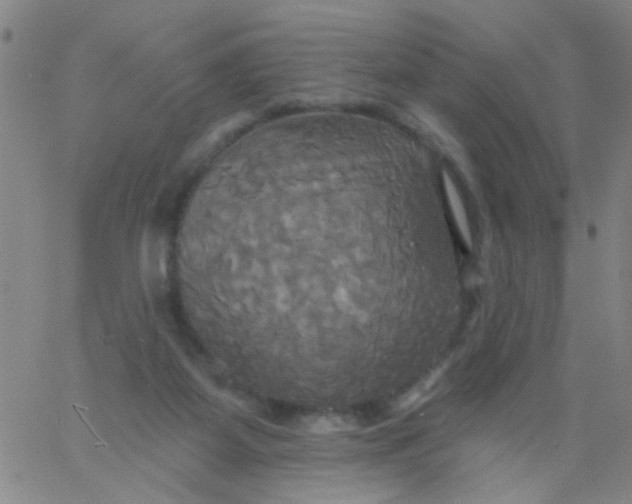 X0000061750115200512231535