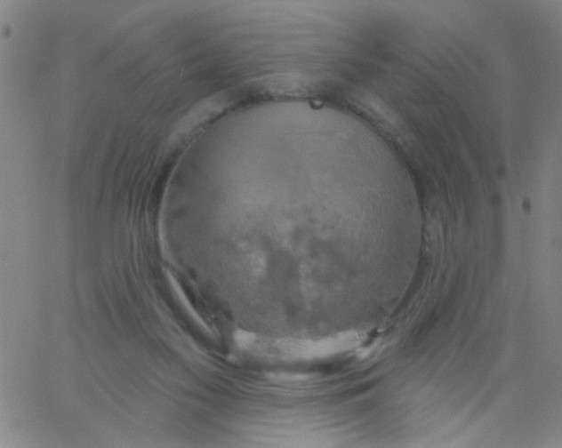 X0000061750117200512231535