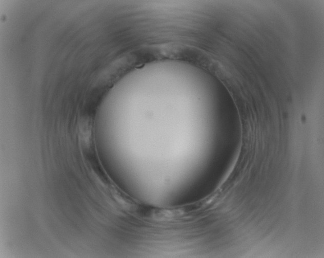 X0000061750129200512231535