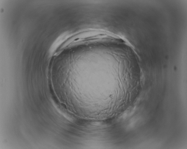 X0000061750151200512231534