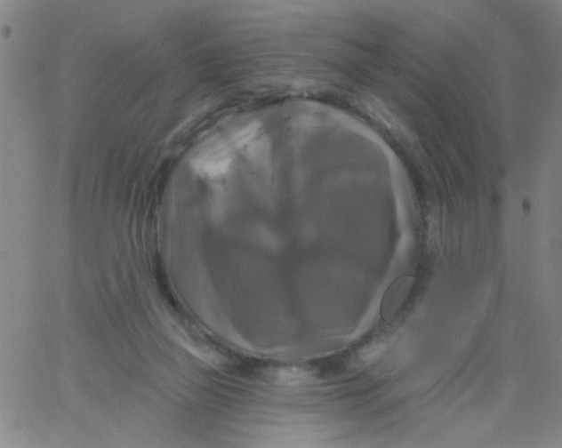 X0000061750165200512231534