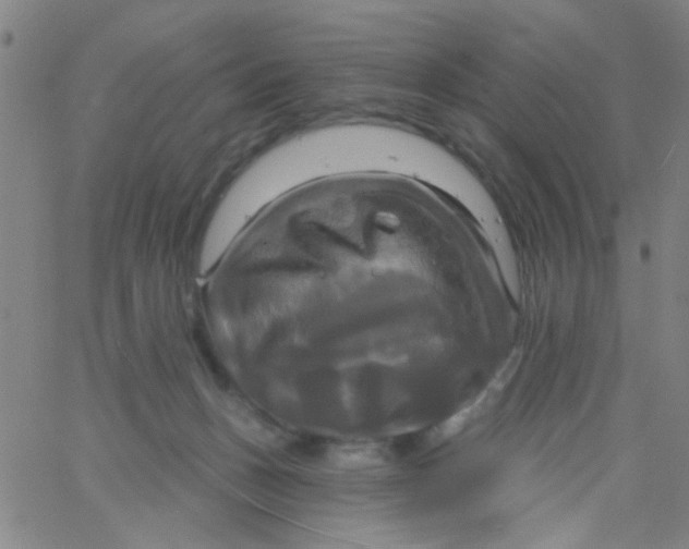 X0000061750175200512231535