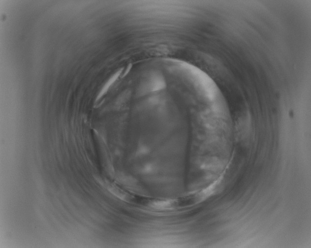 X0000061750178200512231535