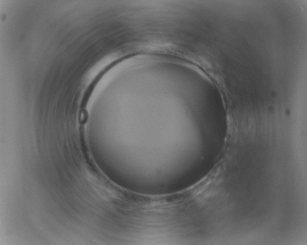 X0000061750196200512231534