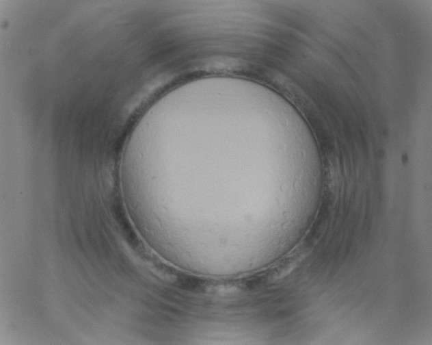 X0000061750208200512231534